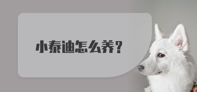 小泰迪怎么养？