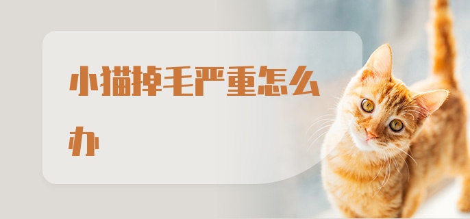 小猫掉毛严重怎么办