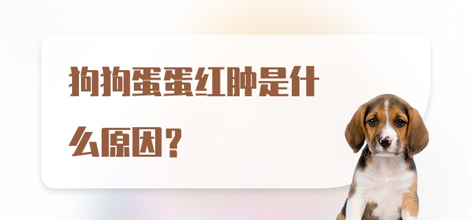 狗狗蛋蛋红肿是什么原因?