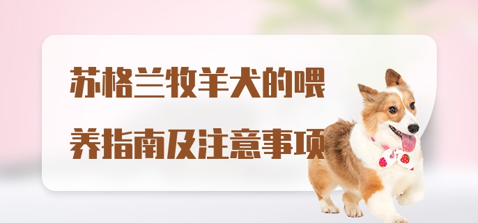 苏格兰牧羊犬的喂养指南及注意事项