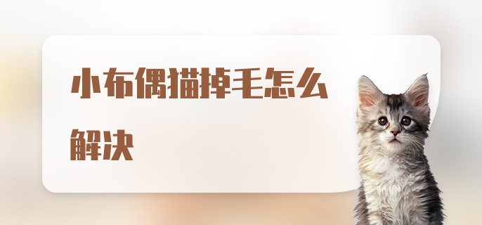 小布偶猫掉毛怎么解决