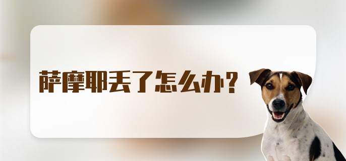 萨摩耶丢了怎么办？