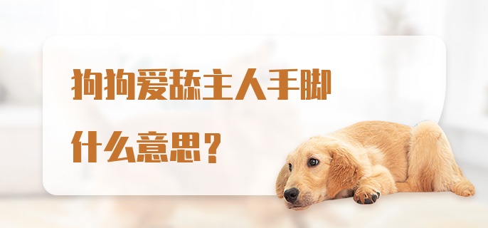 狗狗爱舔主人手脚什么意思?