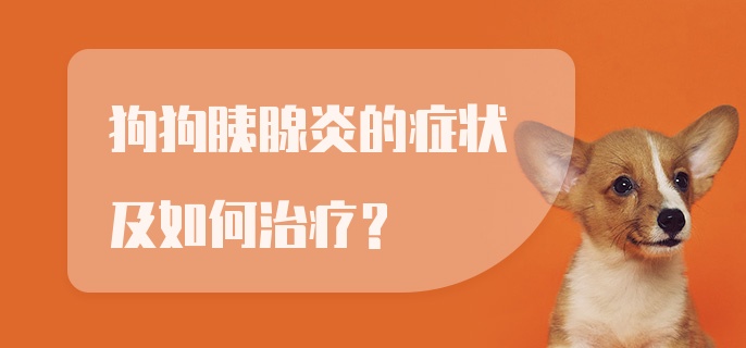 狗狗胰腺炎的症状及如何治疗?