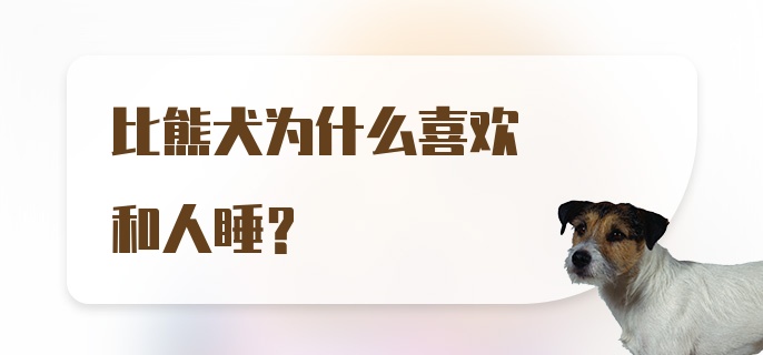 比熊犬为什么喜欢和人睡？