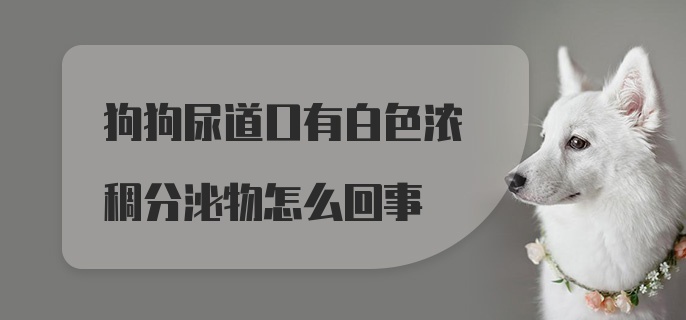 狗狗尿道口有白色浓稠分泌物怎么回事