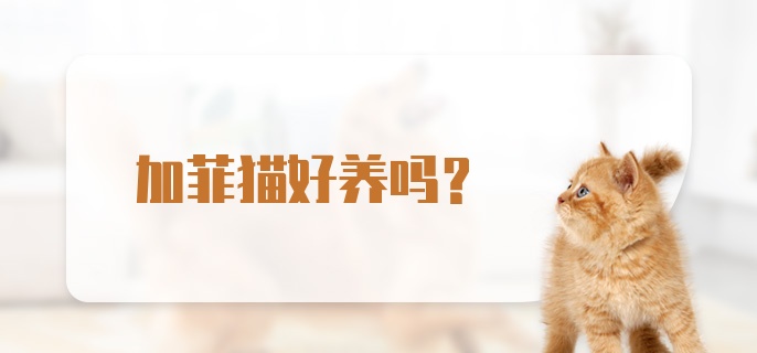 加菲猫好养吗?