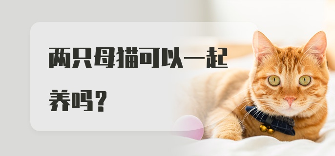 两只母猫可以一起养吗?