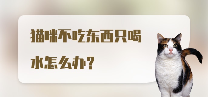 猫咪不吃东西只喝水怎么办？