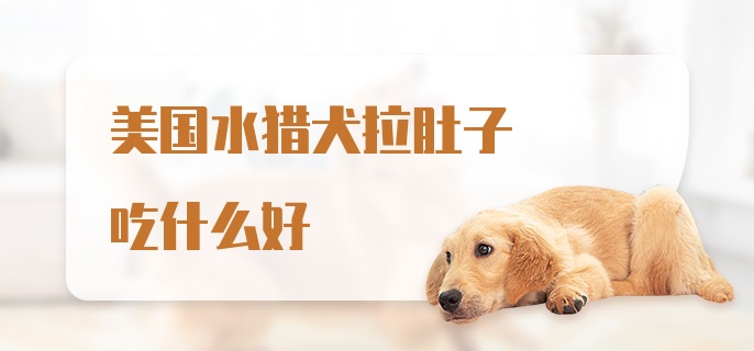 美国水猎犬拉肚子吃什么好