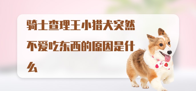 骑士查理王小猎犬突然不爱吃东西的原因是什么