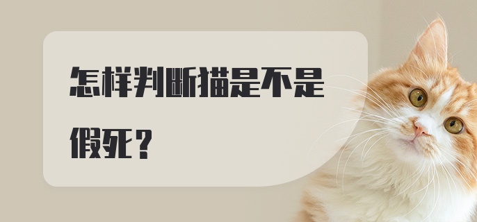 怎样判断猫是不是假死？