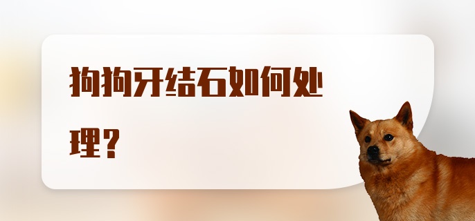 狗狗牙结石如何处理?