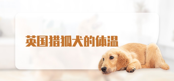 英国猎狐犬的体温