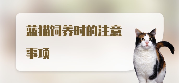 蓝猫饲养时的注意事项