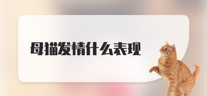 母猫发情什么表现