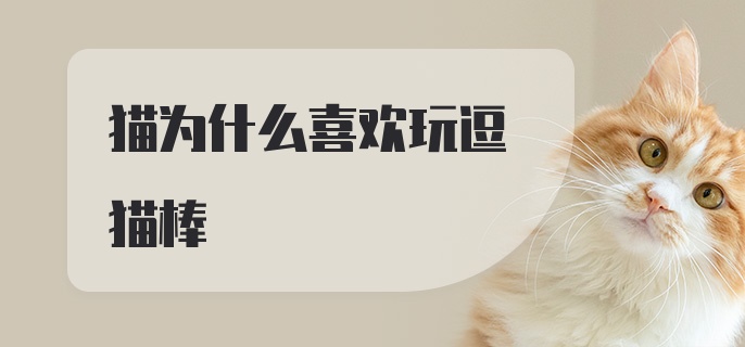 猫为什么喜欢玩逗猫棒