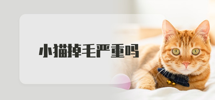 小猫掉毛严重吗