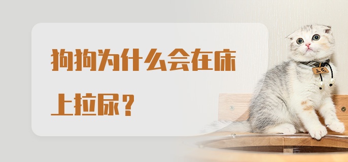 狗狗为什么会在床上拉尿？