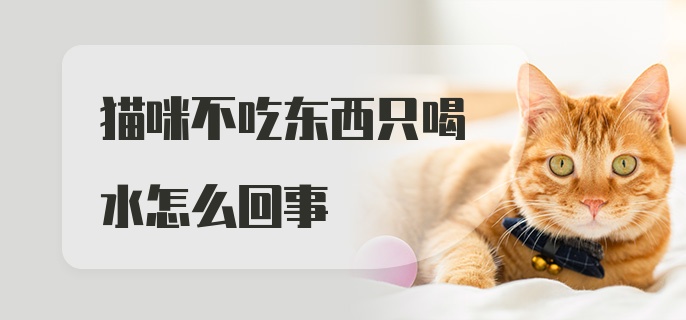 猫咪不吃东西只喝水怎么回事