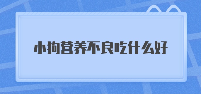 小狗营养不良吃什么好