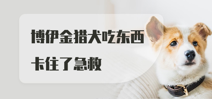 博伊金猎犬吃东西卡住了急救