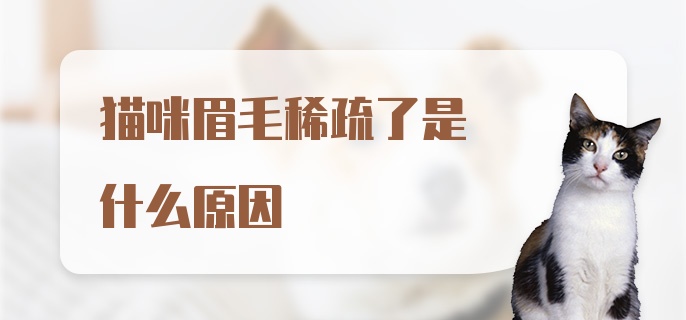 猫咪眉毛稀疏了是什么原因