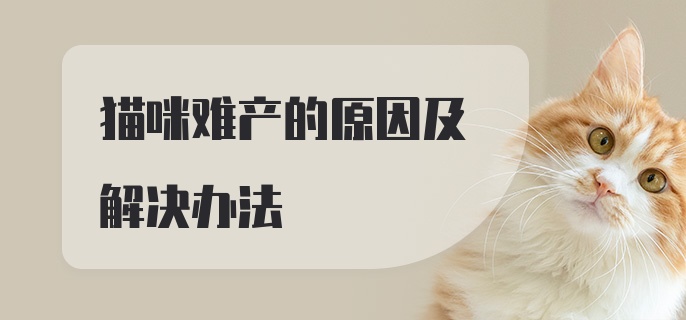 猫咪难产的原因及解决办法