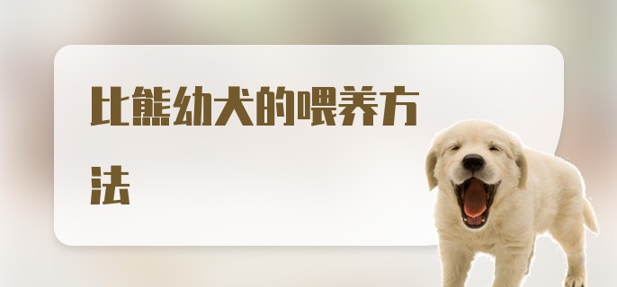 比熊幼犬的喂养方法