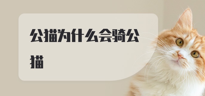 公猫为什么会骑公猫