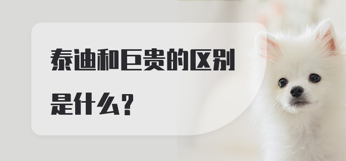 泰迪和巨贵的区别是什么？