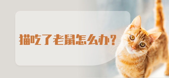 猫吃了老鼠怎么办？