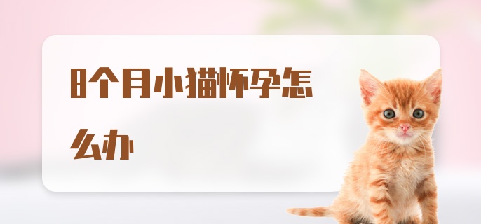 8个月小猫怀孕怎么办