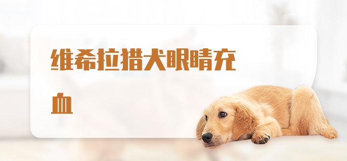 维希拉猎犬眼睛充血