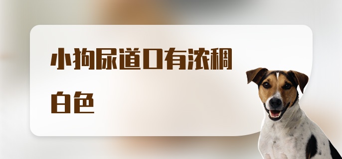 小狗尿道口有浓稠白色