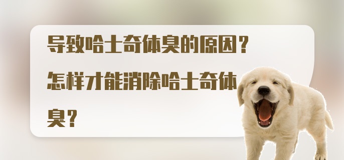 导致哈士奇体臭的原因？怎样才能消除哈士奇体臭？