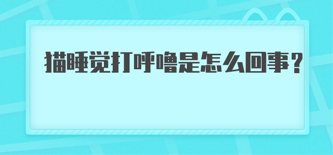 猫睡觉打呼噜是怎么回事?