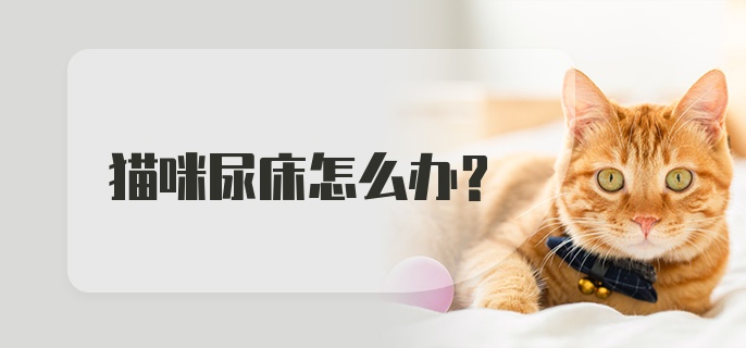 猫咪尿床怎么办？