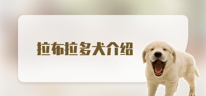 拉布拉多犬介绍