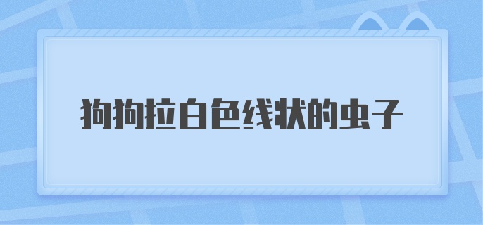 狗狗拉白色线状的虫子