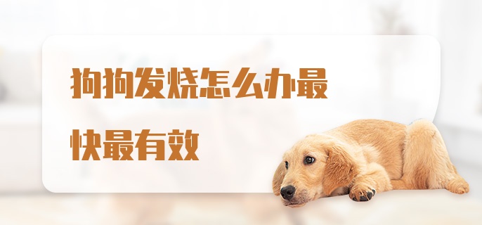 狗狗发烧怎么办最快最有效