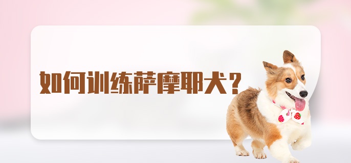 如何训练萨摩耶犬？