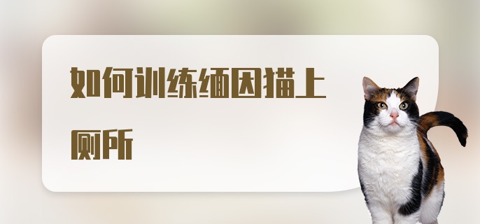 如何训练缅因猫上厕所