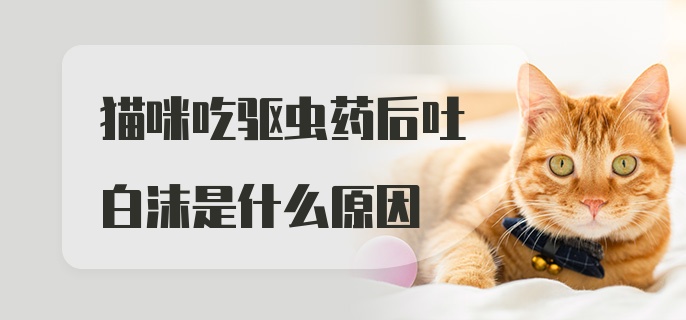 猫咪吃驱虫药后吐白沫是什么原因