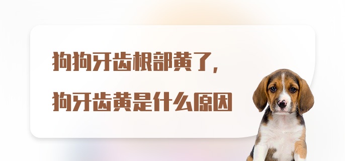 狗狗牙齿根部黄了，狗牙齿黄是什么原因