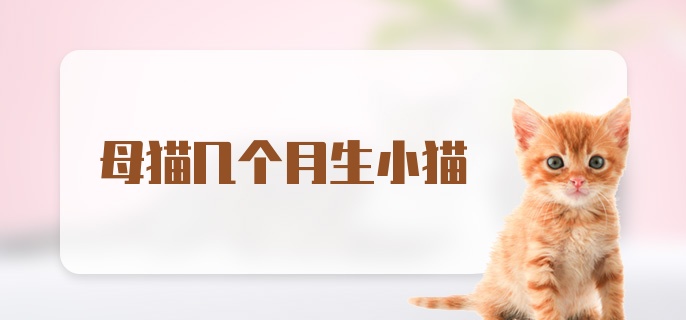 母猫几个月生小猫