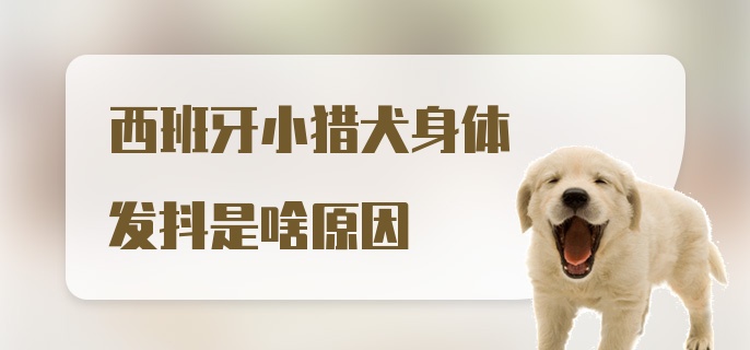 西班牙小猎犬身体发抖是啥原因