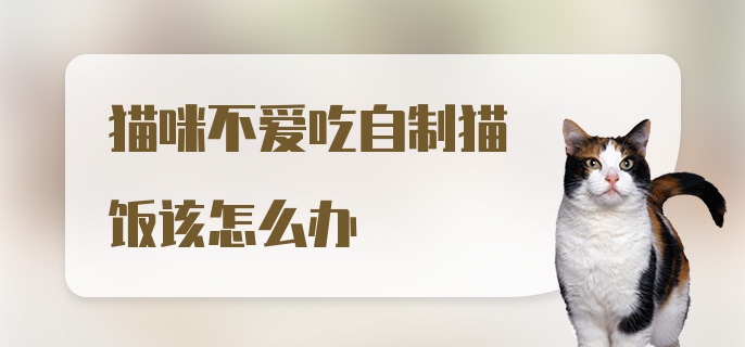 猫咪不爱吃自制猫饭该怎么办