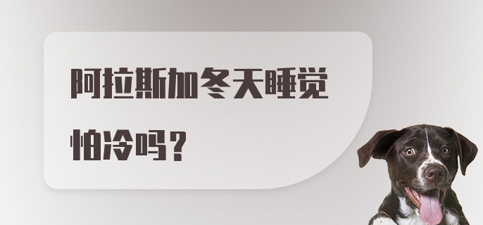 阿拉斯加冬天睡觉怕冷吗？