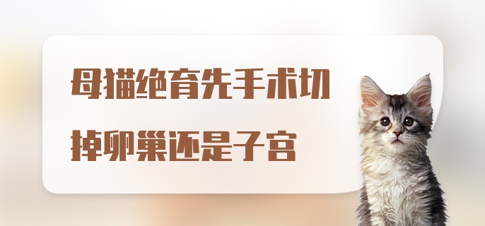 母猫绝育先手术切掉卵巢还是子宫